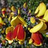 English Broom - introduced